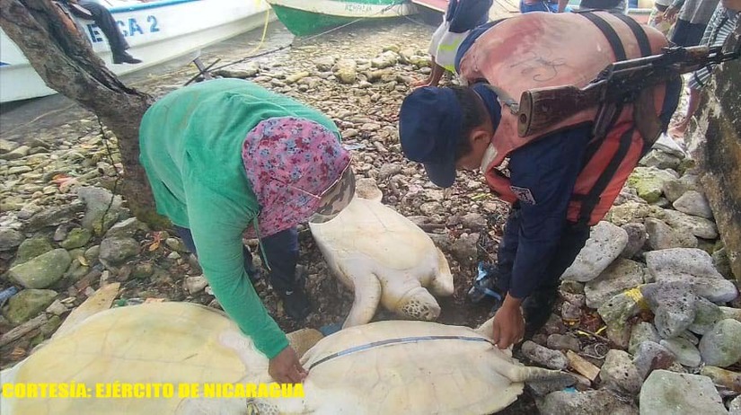 tortugas